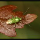 Image of Orthotylus flavosparsus (C. Sahlberg 1841)