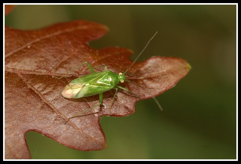 Image of Orthotylus flavosparsus (C. Sahlberg 1841)