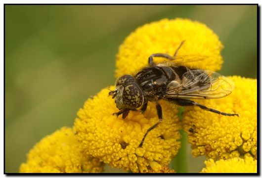 Image of Eristalinus sepulchralis (Linnaeus 1758)