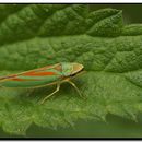 Plancia ëd Graphocephala coccinea (Forster & J. R. 1771)