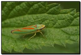 Image of Red-banded Leafhopper