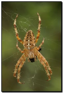 Image of Garden spider