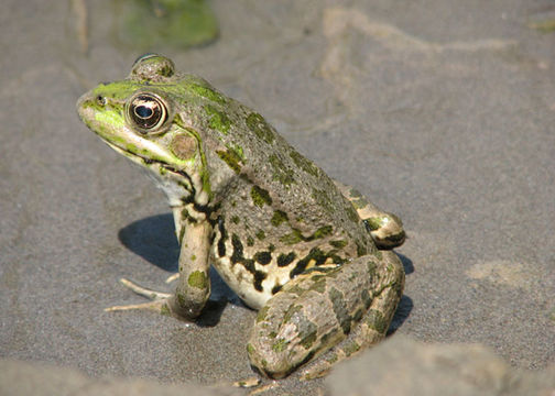 Plancia ëd Pelophylax ridibundus (Pallas 1771)