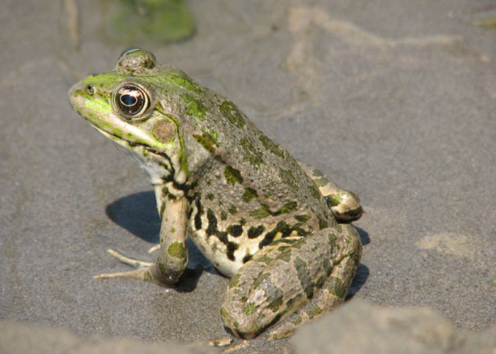 Image of Eurasian Marsh Frog