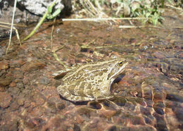 Image of Long-legged wood frog