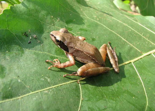 Image of Rana pseudodalmatina Eiselt & Schmidtler 1971