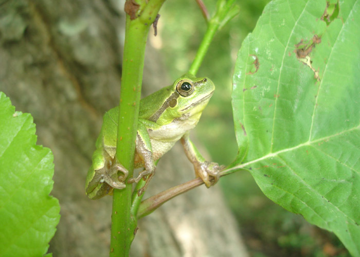 Image of European tree frog