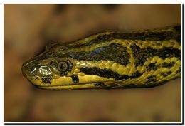 Image de Anaconda du Paraguay