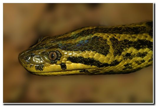 Image of Yellow anaconda