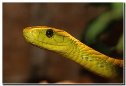 Image of Western Green Mamba