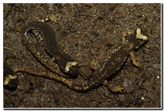 Image of Spectacled Salamander