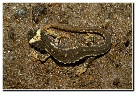 Image of Spectacled Salamander