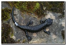 صورة Salamandra atra Laurenti 1768