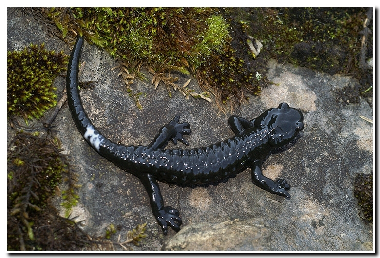 Image of Alpine Salamander