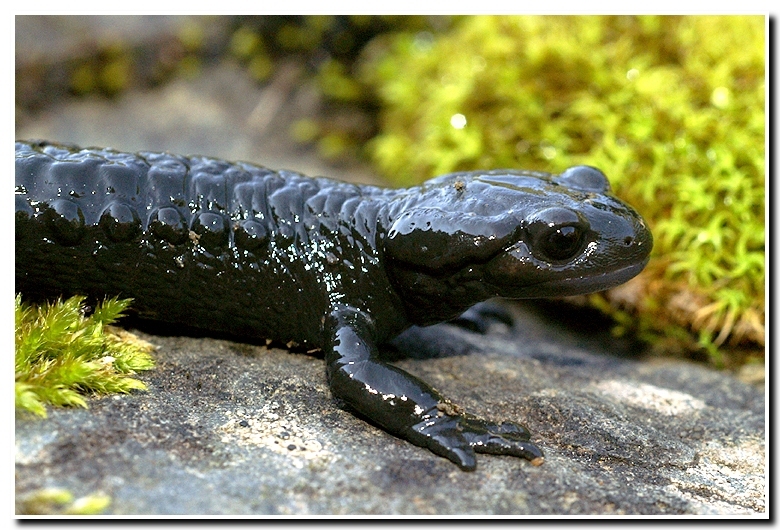 Image of Alpine salamander