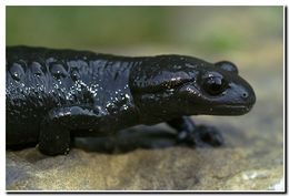 Image of Alpine Salamander