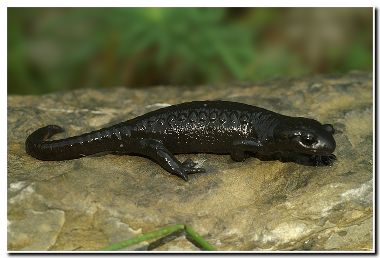 Image of Alpine Salamander