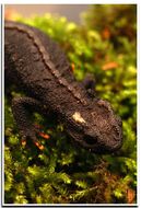 Image of Wenxian Knobby Newt