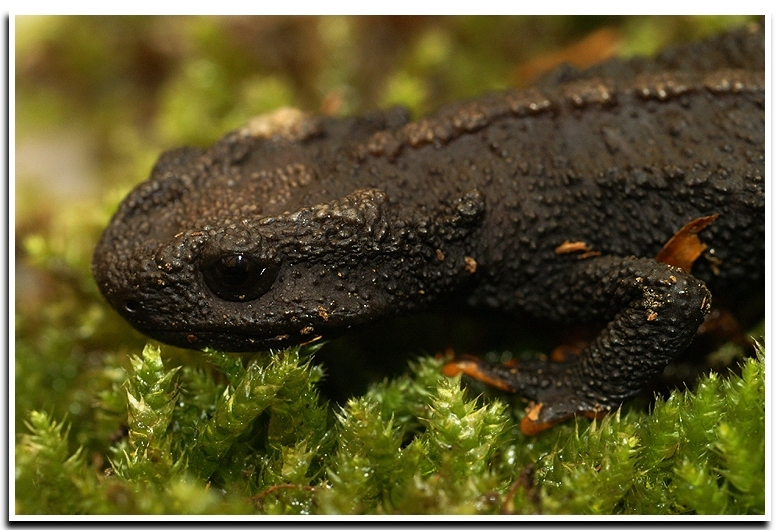 Image of Wenxian Knobby Newt