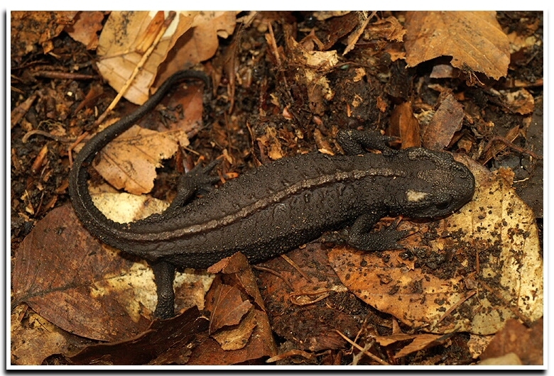 Image de Tylototriton asperrimus Unterstein 1930