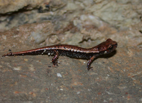 Image of <i>Hydromantes italicus</i>