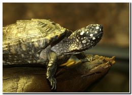 Image of Black Pond Turtle