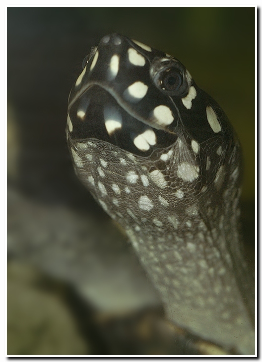 Image of Black Pond Turtle