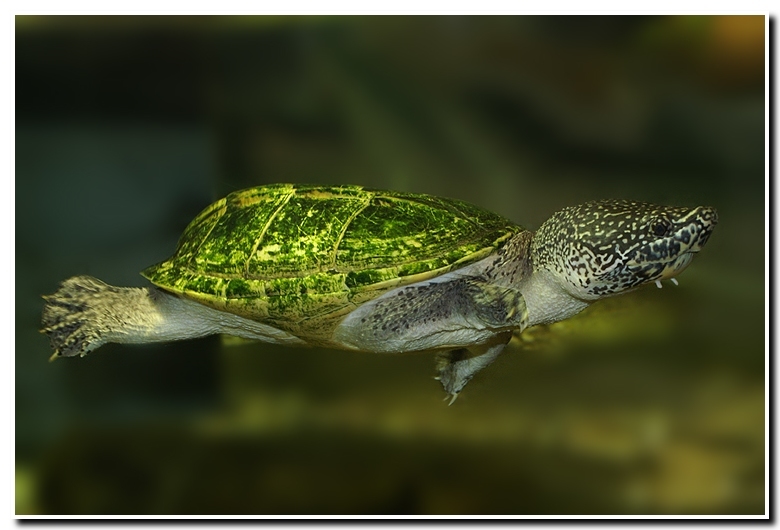 Image of Mexican Giant Musk Turtle