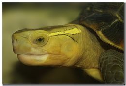 Image of Yellow-margined Box Turtle