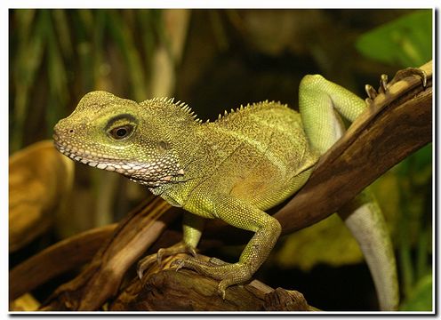 Physignathus cocincinus Cuvier 1829 resmi