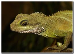 Physignathus cocincinus Cuvier 1829 resmi