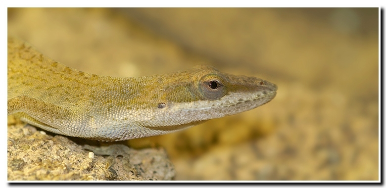 Image of American Anole