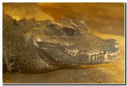 Image of African Dwarf Crocodile