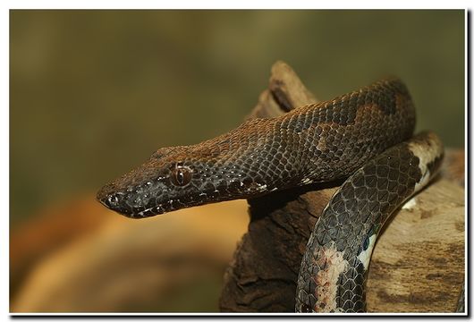 Image of Paulson's Bevel-nosed Boa