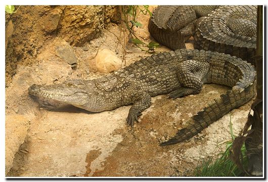 Image of Nile crocodile