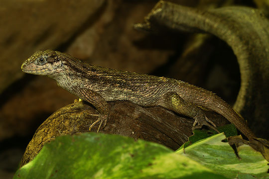 Image of Bahaman brown anole