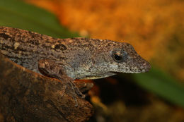 Image of Bahaman brown anole