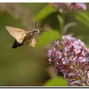 Image of Hummingbird Hawkmoths