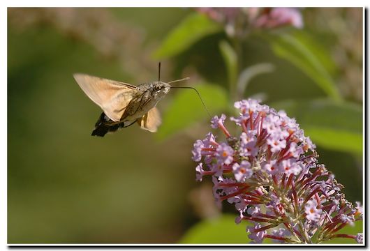 Image of humming-bird hawk moth