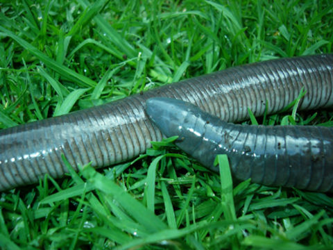 Image of Mexican Caecilian