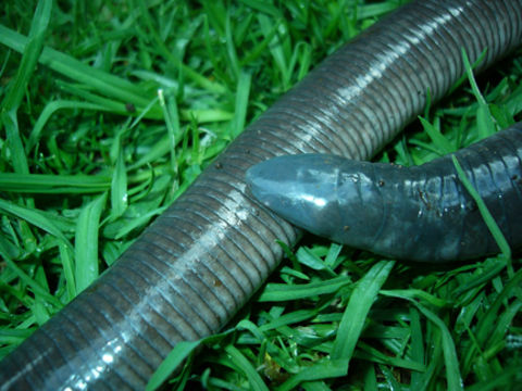 Image of Mexican Caecilian