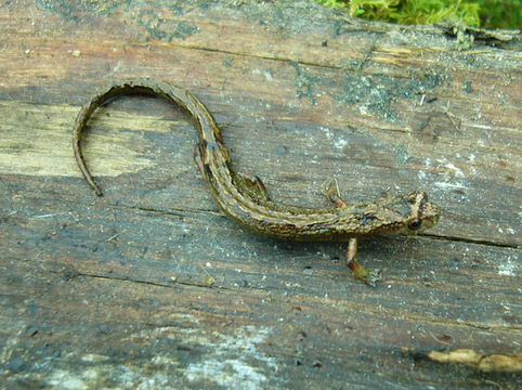 Image of Dendrotriton bromeliacius (Schmidt 1936)