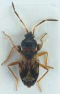 Image of Scolopostethus