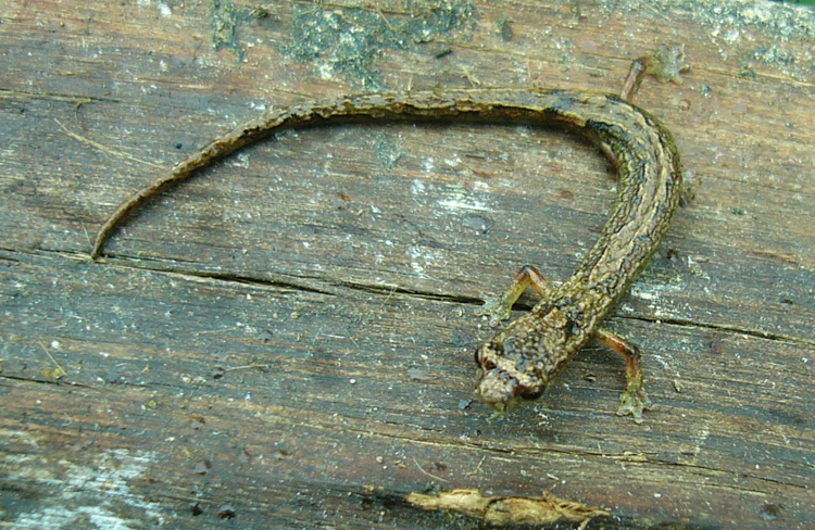 Image de Dendrotriton bromeliacius (Schmidt 1936)