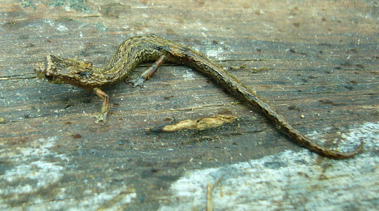 Image de Dendrotriton bromeliacius (Schmidt 1936)