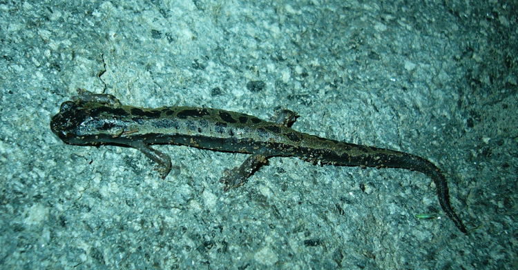 Image of Bolitoglossa franklini (Schmidt 1936)