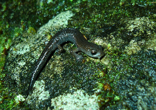 Image of Bolitoglossa hartwegi Wake & Brame 1969