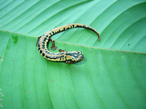 Image of Black-and-Gold Salamander