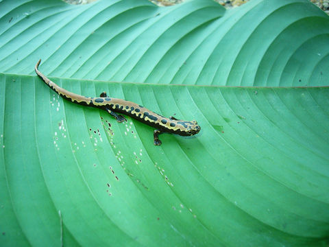 Image of Black-and-Gold Salamander