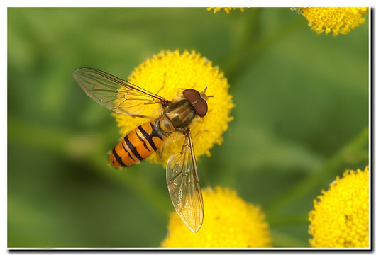 Image of Marmalade hoverfly